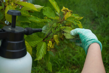 spray bottle and spraying chemical liquid on cherry leaves with aphids in summer day. Fruit trees...