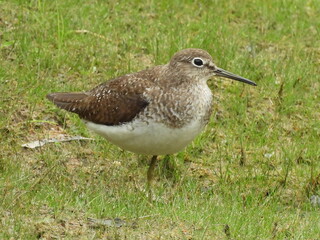 Solitary sandpiper living within the wetlands of the Bombay Hook National Wildlife Refuge, Kent County, Delaware. 