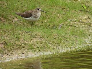 Solitary sandpiper living within the wetlands of the Bombay Hook National Wildlife Refuge, Kent County, Delaware. 
