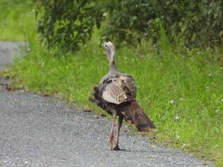 A juvenile, wild turkey, living within the wetlands of the Bombay Hook National Wildlife Refuge, Kent County, Delaware. 
