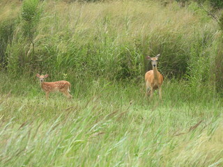 Mommy and her babies, whitetail deer, enjoying life within the wetlands of the Bombay Hook National Wildlife Refuge, Kent County, Delaware. 