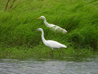 A pair of great egrets searching the wetlands for prey to eat. Bombay Hook National Wildlife Refuge, Kent County, Delaware. 
