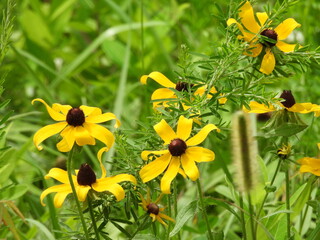 Black-eyed Susans bloomed within the wetlands of the Bombay Hook National Wildlife Refuge, Kent County, Delaware.