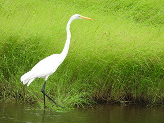 Great egret living within the wetlands of the Bombay Hook National Wildlife Refuge, Kent County, Delaware.