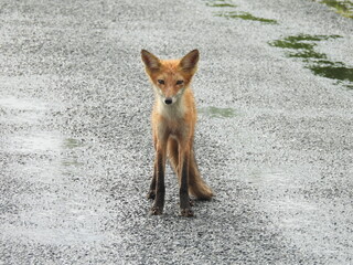 A wet, red fox, roaming the wetlands of the Bombay Hook National Wildlife Refuge, during a break in the rain, lingering remnants of Tropical Storm Debby. Kent County, Delaware.