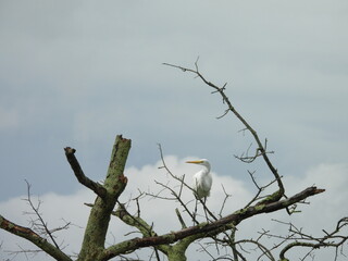 A great egret perched on a branch under a cloudy sky. Bombay Hook National Wildlife Refuge, Kent County, Delaware.
