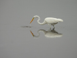 Great white egret, wading within the wetland water, in search of small fish to eat. Bombay Hook National Wildlife Refuge, Kent County, Delaware.