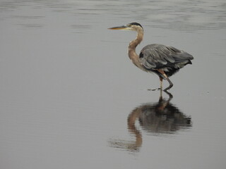 A great blue heron, wading within the wetland waters of the Bombay Hook National Wildlife Refuge, Kent County, Delaware. 