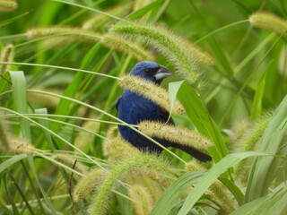 A blue grosbeak perched within the wetland vegetation. Bombay Hook National Wildlife Refuge, Kent Copunty, Delaware.