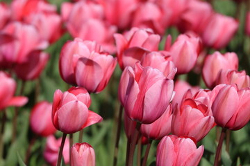 Pink tulips 