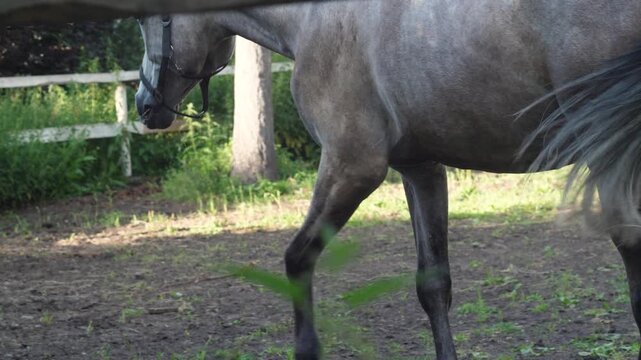 adult thoroughbred horse grazing in open air enclosure on summer day, breeding racing horse breeds, hippodrome concept