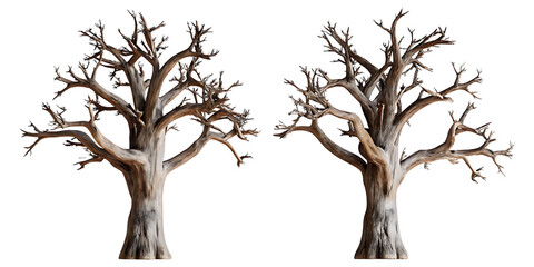 Gnarled bare trees isolated on a transparent background