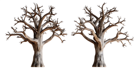 Gnarled bare trees isolated on a transparent background