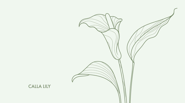 Calla lilliy line art drawing. Minimalistic style exotic flower and leaves bouquet. Best for wedding invitation. Luxury flower illustration.