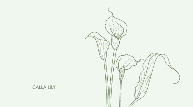 Calla lillies line art drawing. Minimalistic style exotic flowers and leaves bouquet. Best for wedding invitation. Luxury flower illustration.