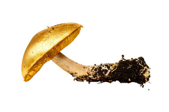 a mushroom is sitting on the ground with dirt