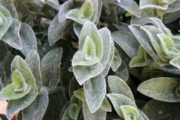 Tradescantia sillamontana Matuda. Green fuzzy succulent plant close-up. Selective focus