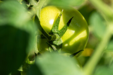 Green unripe tomatoes hang on a tomato bush branch