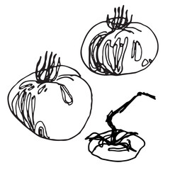 hand drawn tomatoes, one line sketch illustration