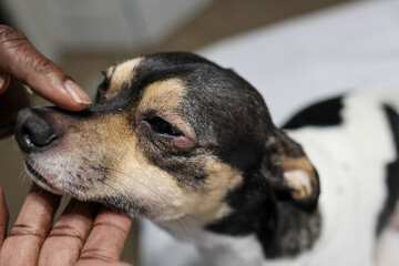 A dog with a red swollen itchy eye
