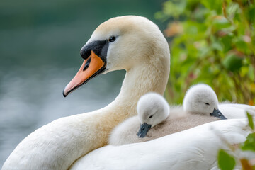 Obraz premium Graceful adult swan with two adorable cygnets resting on its back by the water