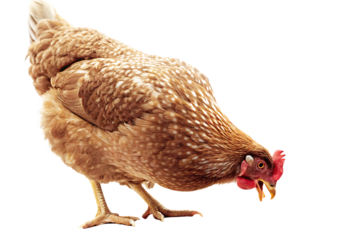 Brown hen pecking food isolated on a transparent background chicken white spots