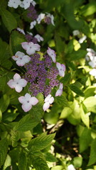 Blüten