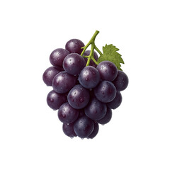 Fototapeta premium A cluster of fresh purple grapes with water droplets
