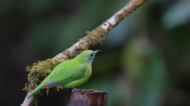 Blue-winged Leafbird ( Chloropsis cochinchinensis) female  bird on a branch