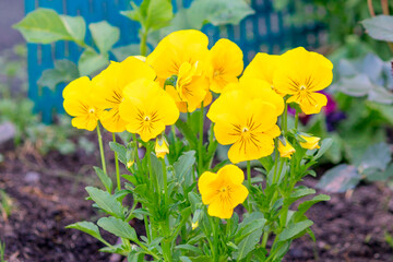 A bush of blooming yellow viola in a summer flowerbed.
