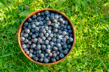 In a clay bowl there are freshly picked, ripe, delicious forest blueberries.