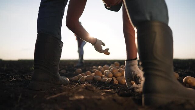 Farmer harvesting potato in agricultural field. Agriculture scene focused on potato farming. farmer ensures quality potato farming. Rural life hard work in agriculture. Fresh potato farming at sunrise