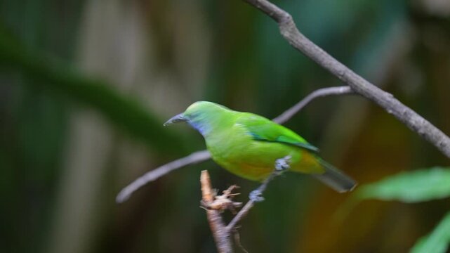 Blue-winged Leafbird ( Chloropsis cochinchinensis) male  bird on a branch