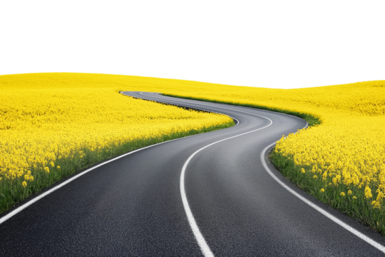 Curving asphalt road winding through vibrant yellow flower fields isolated on transparent background