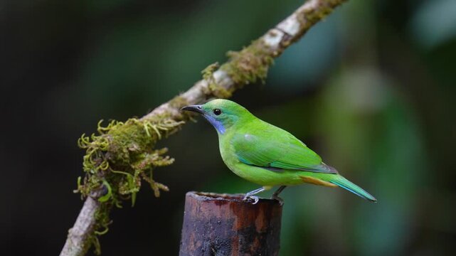 Blue-winged Leafbird ( Chloropsis cochinchinensis) male  bird on a branch