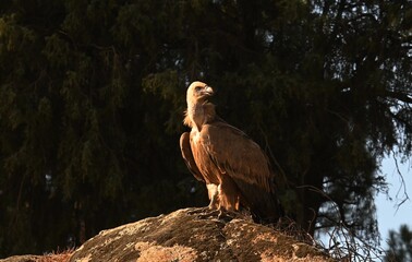 griffon vulture (Gyps fulvus), family Accipitridae