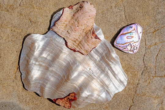 Close up of white and iridescent shells