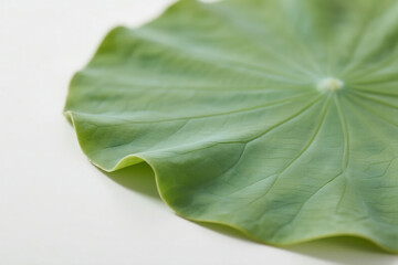 close up of green lotus leaf