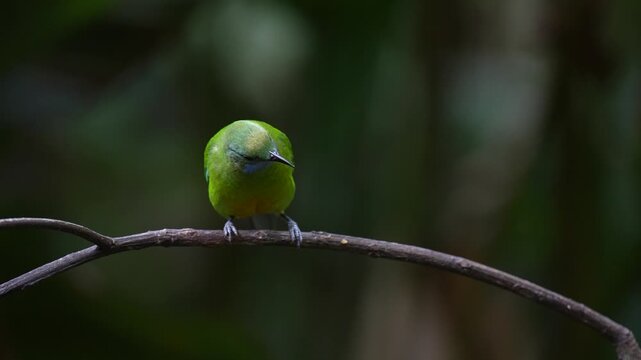 Blue-winged Leafbird ( Chloropsis cochinchinensis) male  bird on a branch