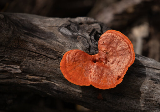 Pycnoporus sanguineus mushroom on a tree trunk