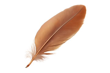 Detailed Brown Feather Isolated Transparent White Background