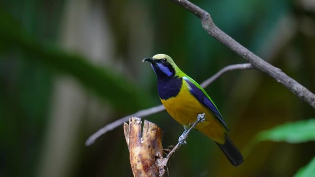 Blue-winged Leafbird ( Chloropsis cochinchinensis) male  bird on a branch