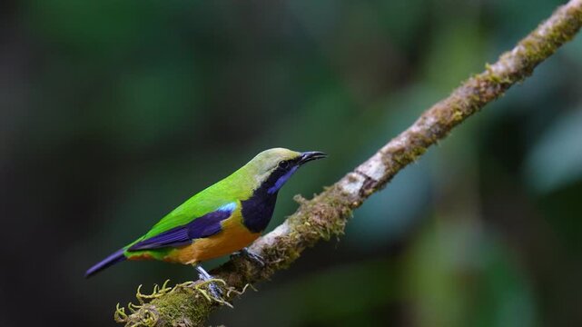 Blue-winged Leafbird ( Chloropsis cochinchinensis) male  bird on a branch