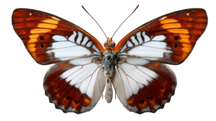 Apatura Iris Butterfly with Orange and White Wings on Transparent Background Isolated