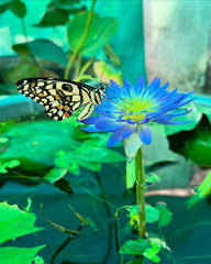 Blue lotus supports butterfly in harmony.