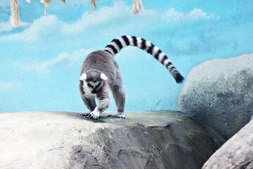 ring tailed lemur sitting on the ground