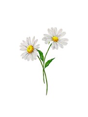 Daisy flower isolated on white background