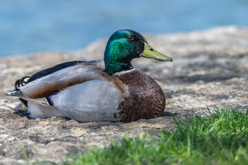 Mallard duck resting on the shore of a lake.