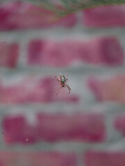 A spider is centered against a blurred red and gray brick wall background.
