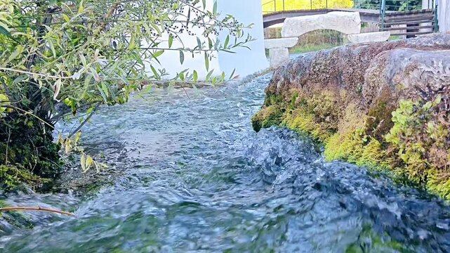 River Summer tree